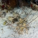 lobster_spiny_caribbean_gul_wc_h_0036_tci1468.jpg
